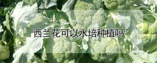 西兰花可以水培种植吗,第1图