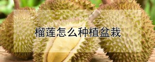 榴莲怎么种植盆栽,第1图