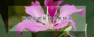 紫荆花的形状颜色特点,第1图