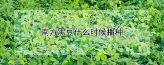 南方黑豆什么时候播种,第1图