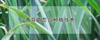 青蒜苗怎么种植技术,第1图