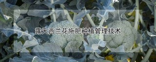 露天西兰花施肥种植管理技术,第1图