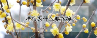 腊梅为什么要嫁接,第1图