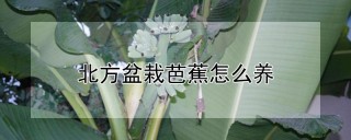 北方盆栽芭蕉怎么养,第1图