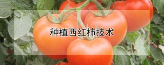 种植西红柿技术,第1图