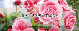 丽格海棠冬天会不会冻死,第1图