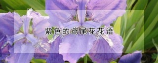 紫色的鸢尾花花语,第1图