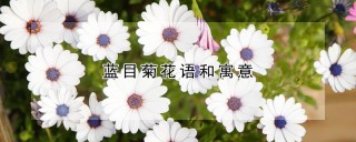 蓝目菊花语和寓意,第1图