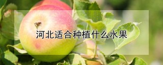 河北适合种植什么水果,第1图