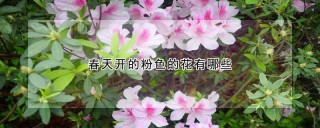 春天开的粉色的花有哪些,第1图