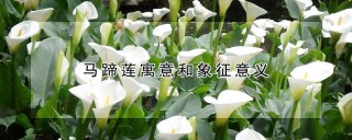 马蹄莲寓意和象征意义,第1图