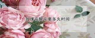 玫瑰花醒花要多久时间,第1图