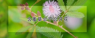 含羞草会不会开花,第1图