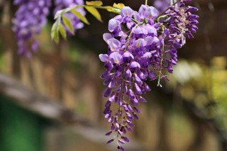 紫藤花的花语和寓意,第2图