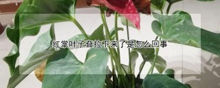 红掌叶子耷拉下来了是怎么回事,第1图