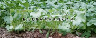 秋天怎样种香菜出得好又快,第1图