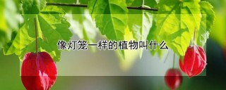 像灯笼一样的植物叫什么,第1图