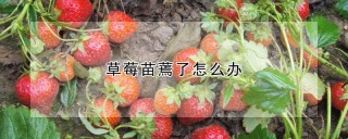 草莓苗蔫了怎么办,第1图