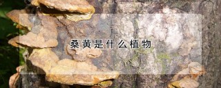 桑黄是什么植物,第1图