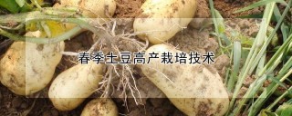 春季土豆高产栽培技术,第1图