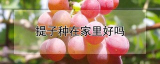 提子种在家里好吗,第1图