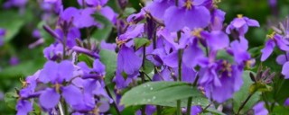 紫罗兰冬天开花吗,第1图