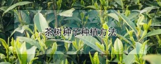 茶树种子种植方法,第1图