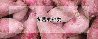 紫薯的种类,第1图