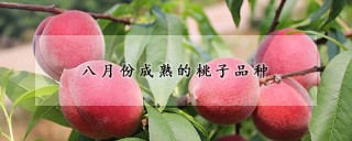 八月份成熟的桃子品种,第1图