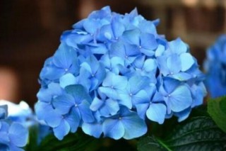 蓝色绣球花的寓意，浪漫和美满的含义,第4图