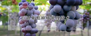 巨峰葡萄种植管理技术,第1图