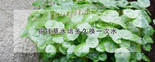 铜钱草水培多久换一次水,第1图