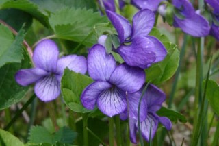 紫罗兰花怎么养，5步教你养好紫罗兰,第5图