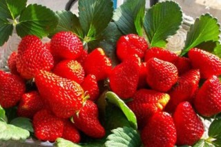 怎样判断草莓花芽分化,第3图