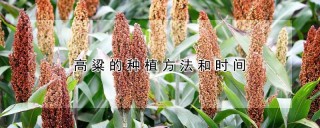 高粱的种植方法和时间,第1图