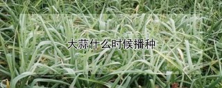 大蒜什么时候播种,第1图