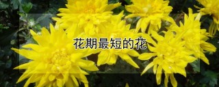 花期最短的花,第1图