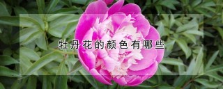 牡丹花的颜色有哪些,第1图