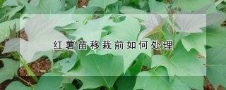 红薯苗移栽前如何处理,第1图