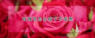 玫瑰花怎么晾干不变黑,第1图