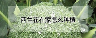 西兰花在家怎么种植,第1图