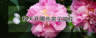 秋天开哪些常见的花,第1图