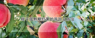 桃子成熟期烂果的原因及防治,第1图