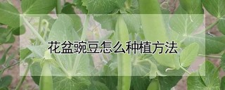 花盆豌豆怎么种植方法,第1图