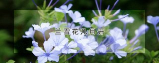 兰雪花几月开,第1图