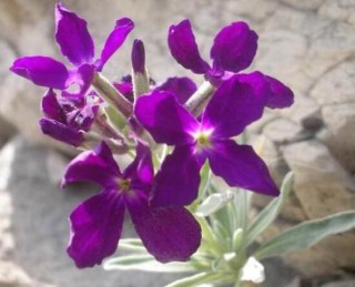 紫罗兰有哪些品种，紫罗兰品种大全,第2图