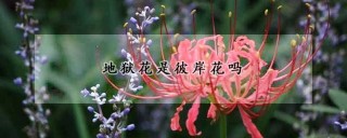 地狱花是彼岸花吗,第1图