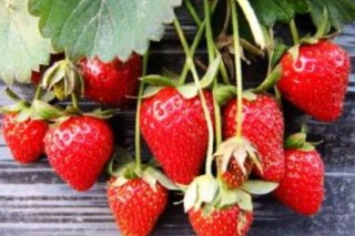 怎样判断草莓花芽分化,第2图