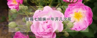 蔷薇七姐妹一年开几次花,第1图