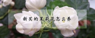 新买的茉莉花怎么养,第1图